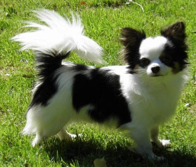 Bcbg Belle Carrure Belle Gueule Sky's the limit - Excellent