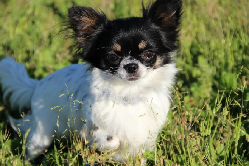 Hoksana De La Plaine D'illiberis - 4eme excellent