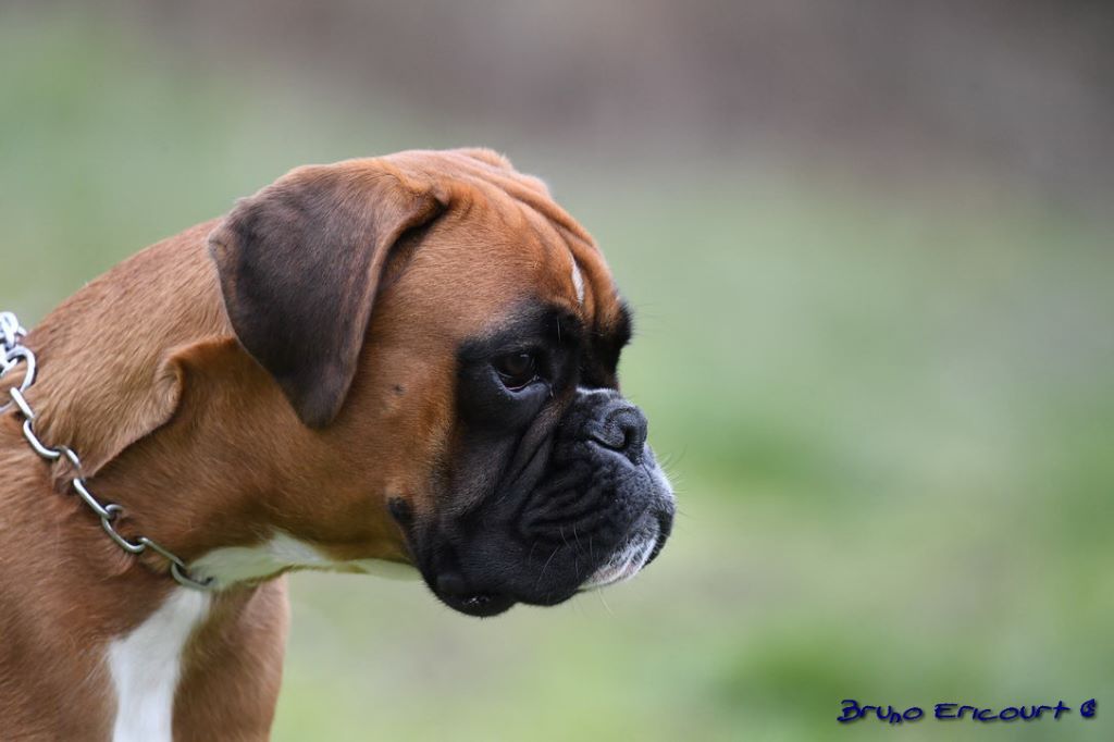 Mystic Du Haras Des Fougeres
