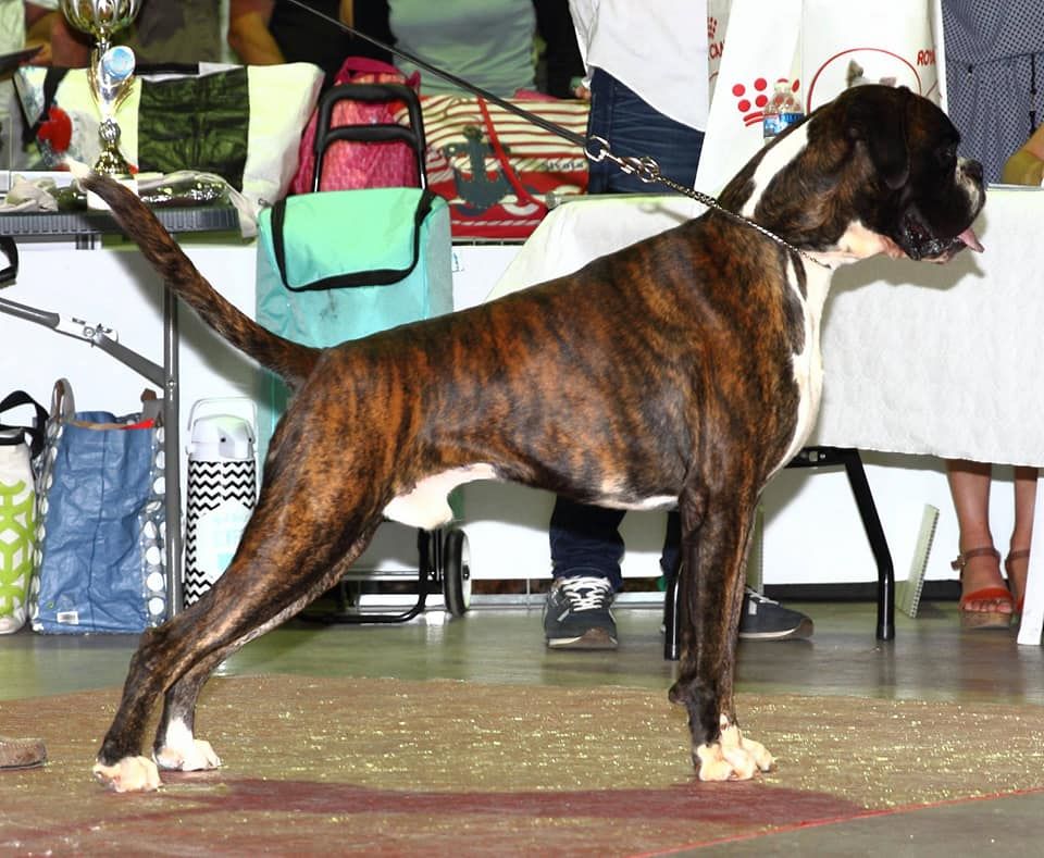 Publication : Du Haras Des Fougeres