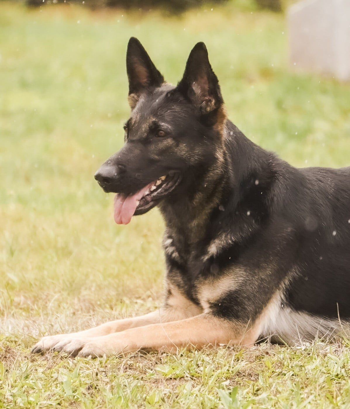 Publication : Du Haras Des Fougeres Auteur : Ericourt Bruno