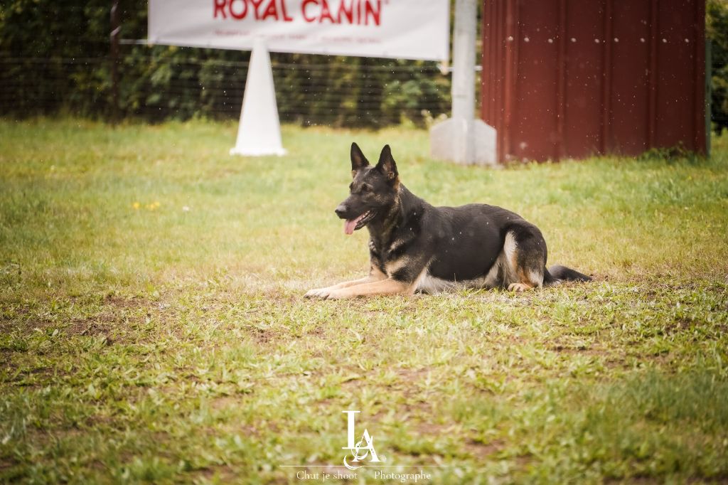 Tesla des foudres d'armor