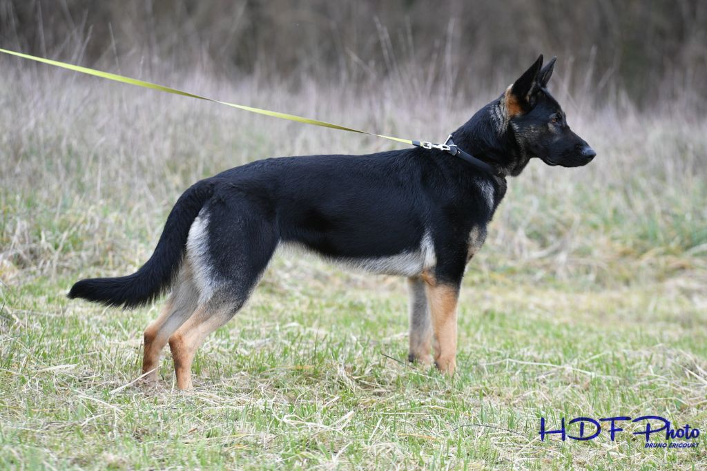 Tesla des foudres d'armor