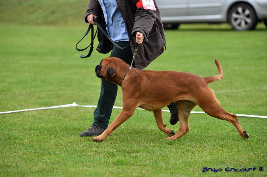 Mystic Du Haras Des Fougeres