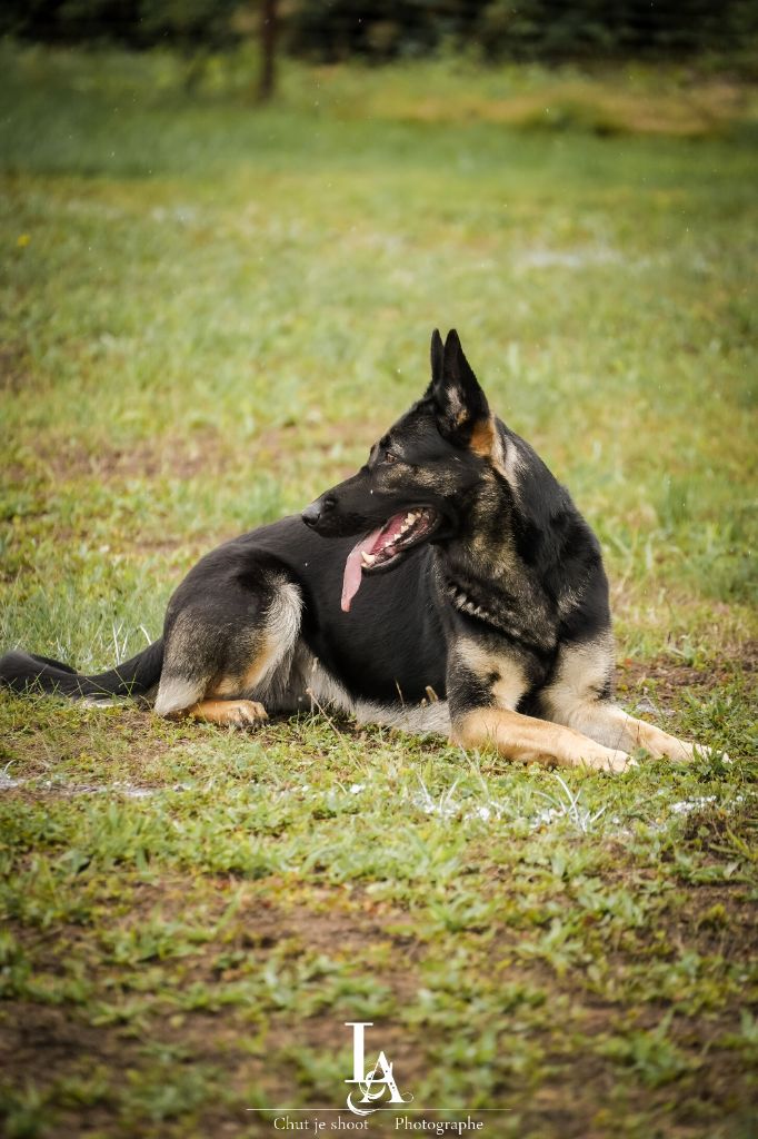 Tesla des foudres d'armor