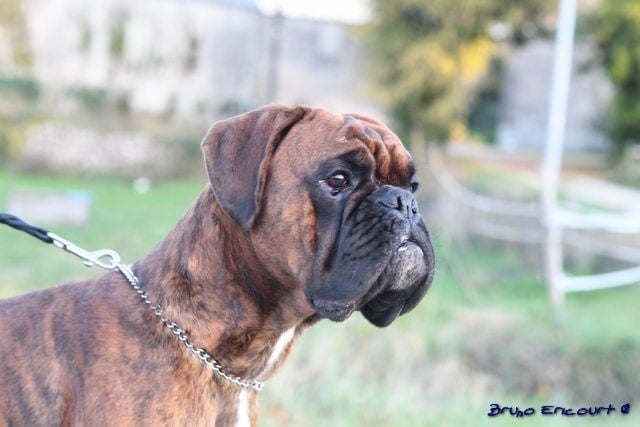 Lord Du Haras Des Fougeres