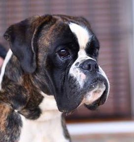 Publication : Du Haras Des Fougeres