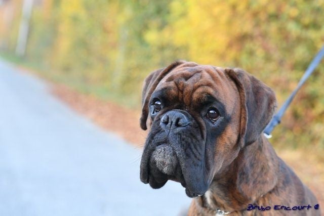 Lord Du Haras Des Fougeres