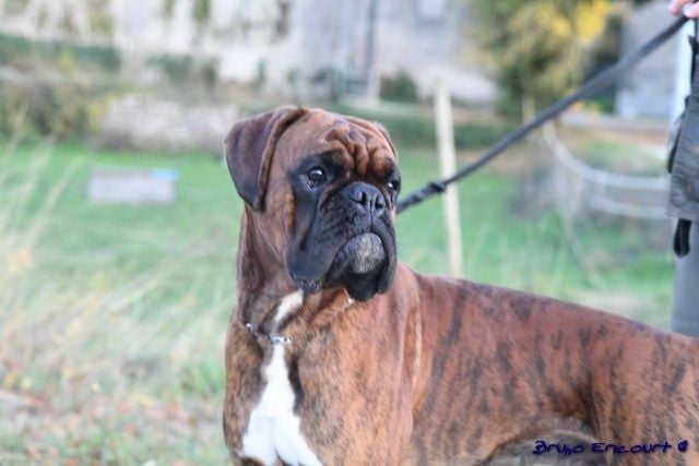 Lord Du Haras Des Fougeres