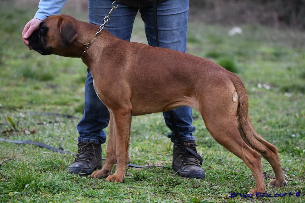 Mystic Du Haras Des Fougeres