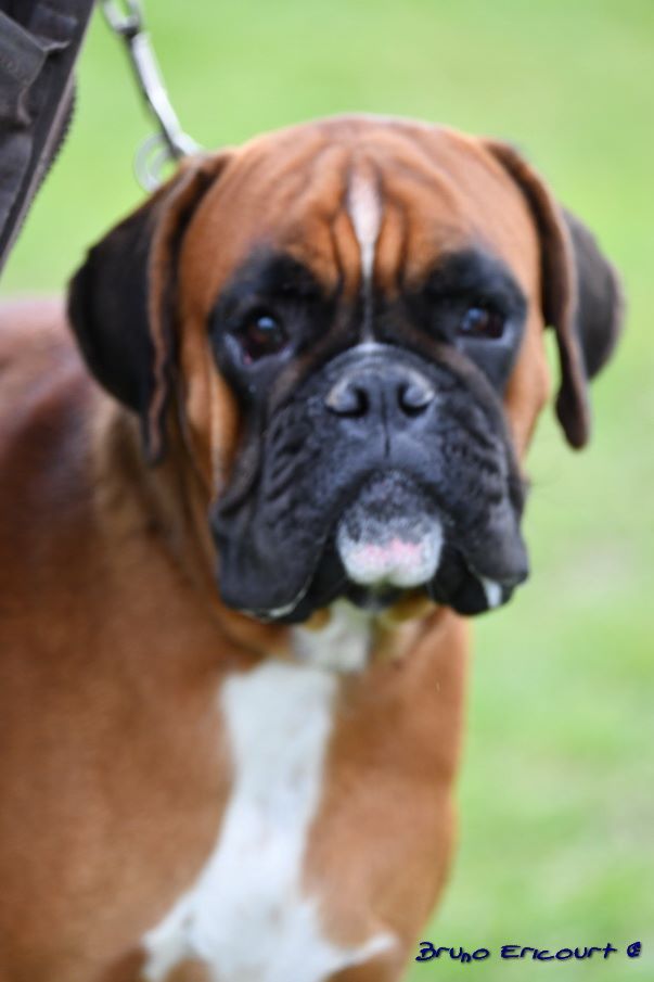 Mystic Du Haras Des Fougeres