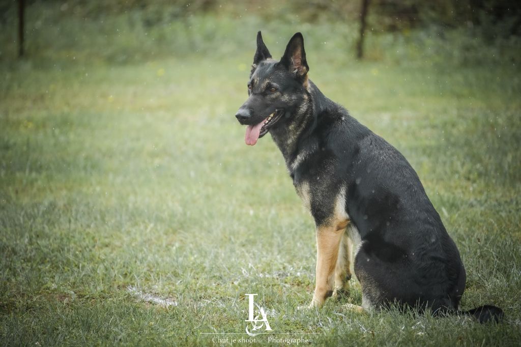 Tesla des foudres d'armor