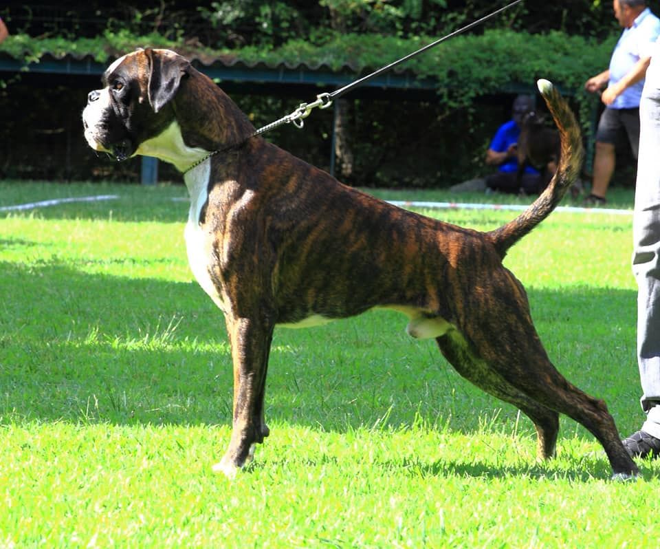 Publication : Du Haras Des Fougeres