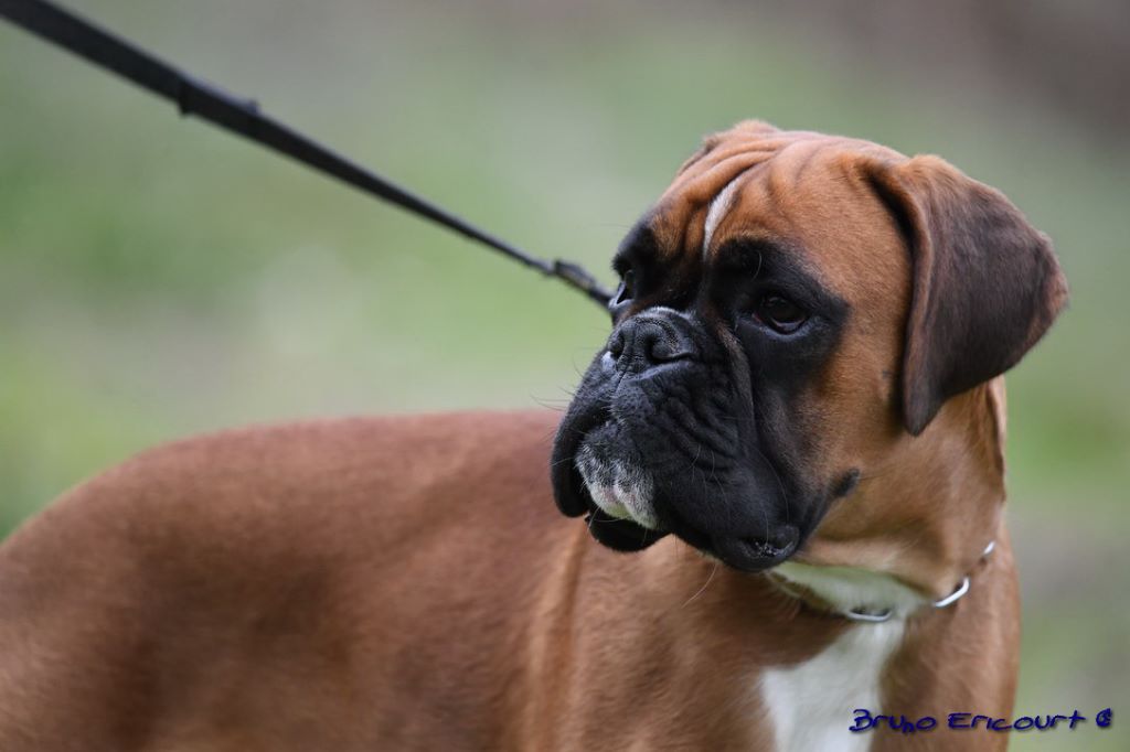 Mystic Du Haras Des Fougeres
