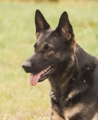 Du Haras Des Fougeres