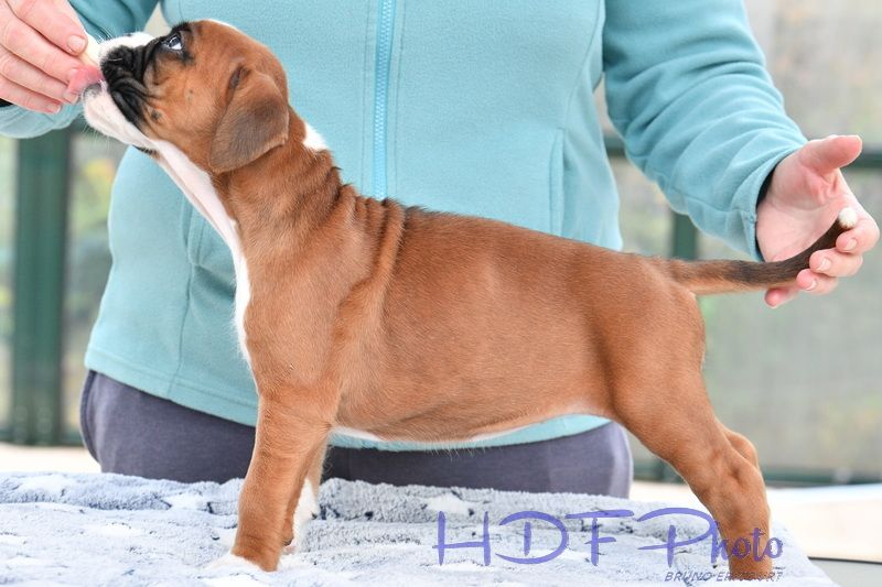 APPLE du haras des fougeres (rouge)