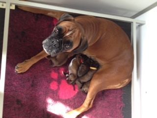 chiot Boxer Du Haras Des Fougeres