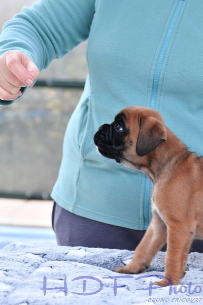 AVA 1 du haras des fougeres (gris)