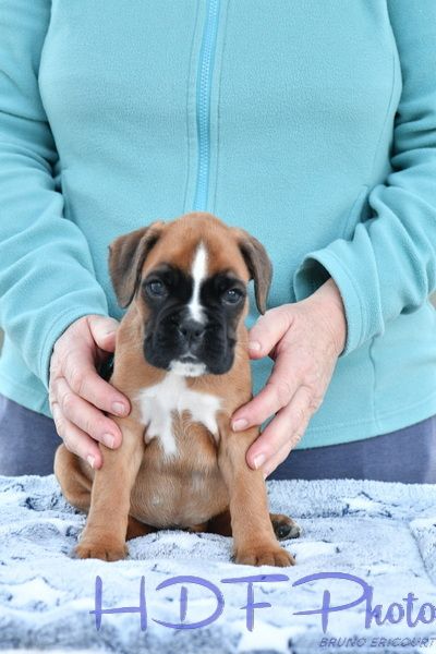 AVA du haras des fougeres ( vert)