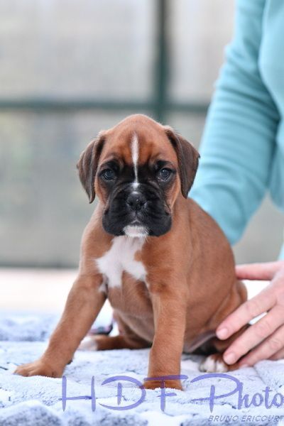 ALTESSE du haras des fougeres (violet)