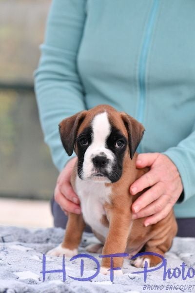 ARTIC du hara des fougeres (jaune)