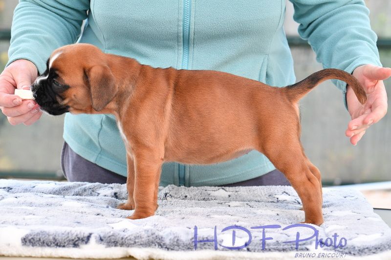 AVA du haras des fougeres ( vert)