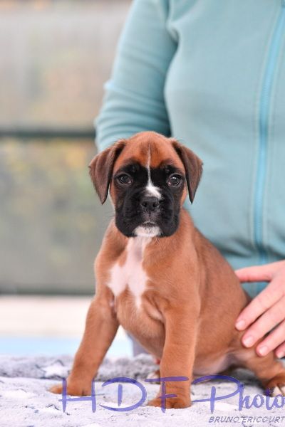 AIKO du haras des fougeres ( marron)