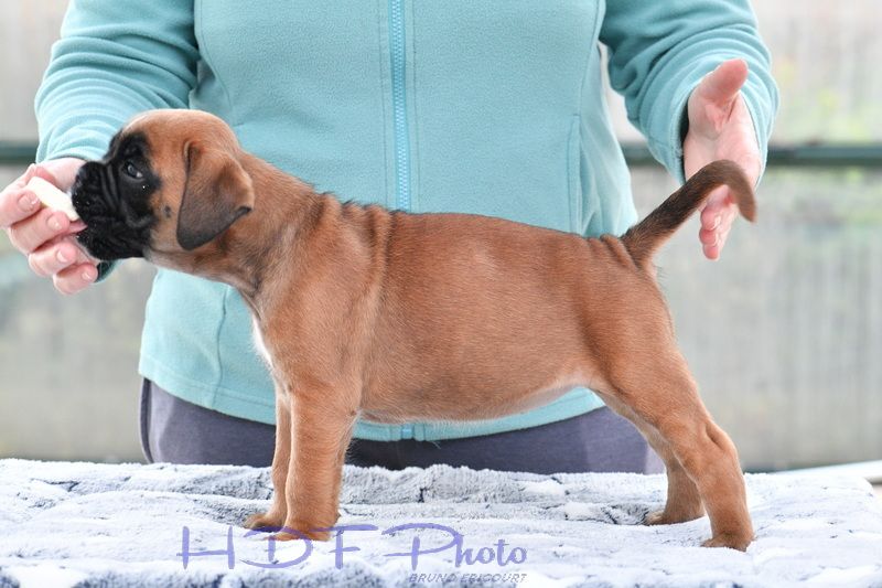 AVA 1 du haras des fougeres (gris)