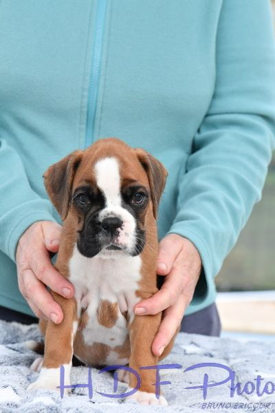 APPLE du haras des fougeres (rouge)