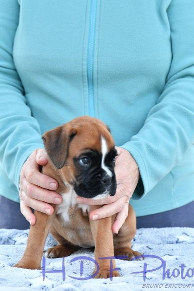 AVA du haras des fougeres ( vert)