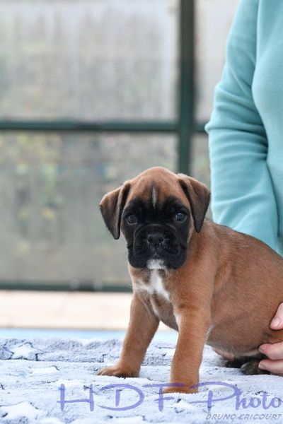 AVA 1 du haras des fougeres (gris)