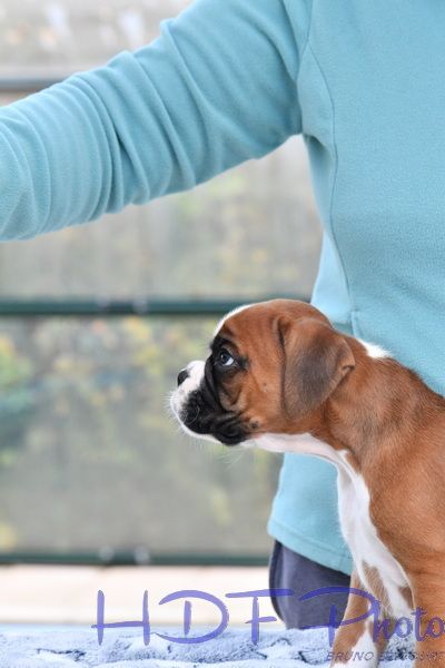 APPLE du haras des fougeres (rouge)