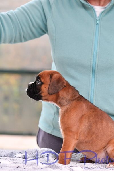 AIKO du haras des fougeres ( marron)