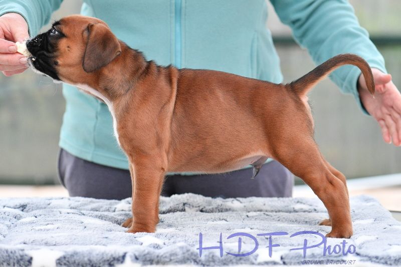 AIKO du haras des fougeres ( marron)