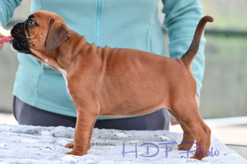 ALTESSE du haras des fougeres (violet)