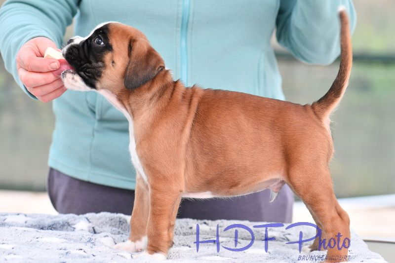 ARTIC du hara des fougeres (jaune)