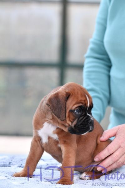 ALTESSE du haras des fougeres (violet)