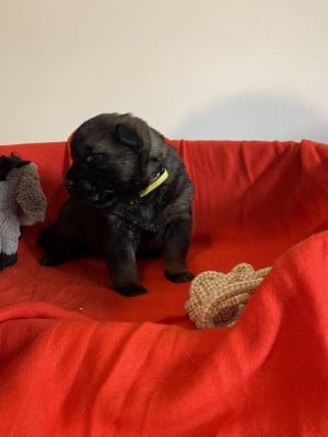 Les chiots de Berger Allemand