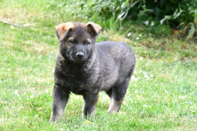 Les chiots de Berger Allemand