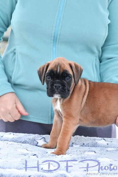 AVA 1 du haras des fougeres (gris)