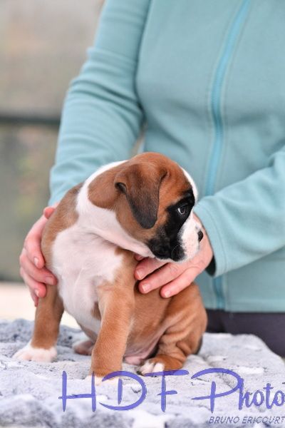 ARTIC du hara des fougeres (jaune)