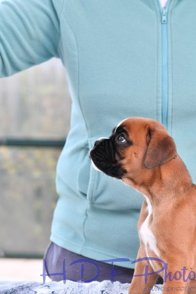 AVA du haras des fougeres ( vert)