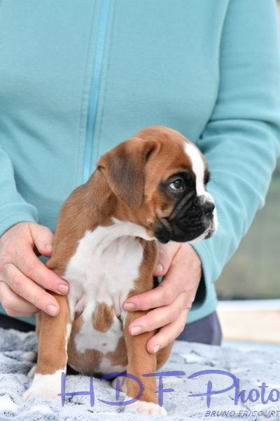 APPLE du haras des fougeres (rouge)