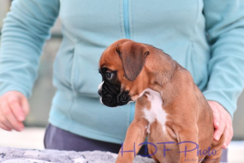 AIKO du haras des fougeres ( marron)