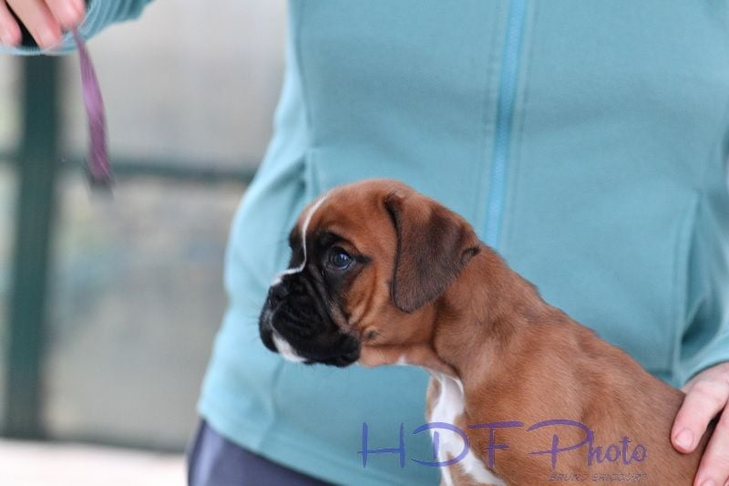 ALTESSE du haras des fougeres (violet)