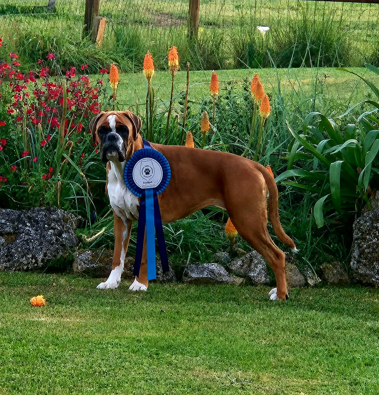 Apple Du Haras Des Fougeres - 2e Exc classe jeune FF