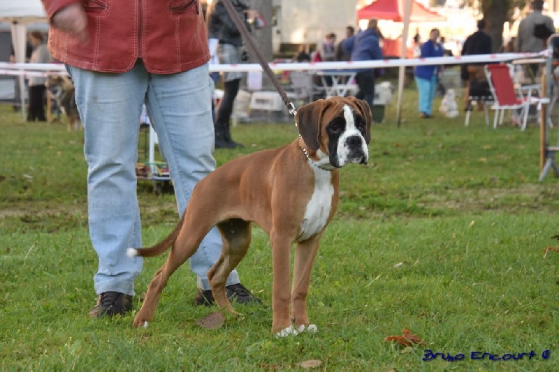 Lovely Du Haras Des Fougeres - Tres Prometeur CBFF .Meilleur BABY