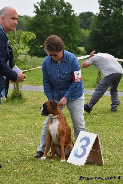 Lovely Du Haras Des Fougeres - 3e Exc CJFF