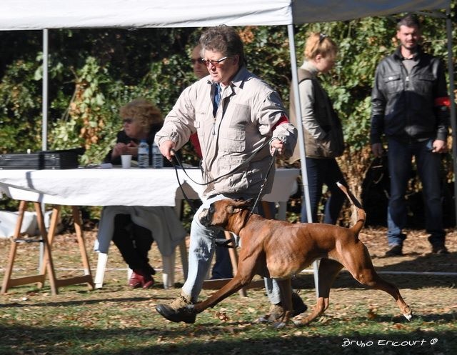 Lovely Du Haras Des Fougeres - 2e EXC