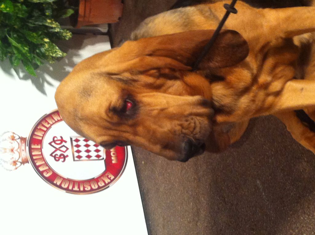 Pétula du hameau de lizin - meilleur puppy